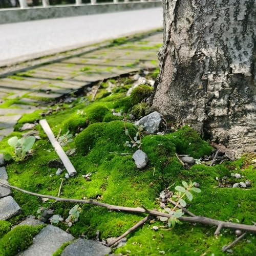 700 pz Muschio per semi di piante, piante d'appartamento che purificano l'aria Semi di muschio indoor - Bryophyta Moss - bonsai da interno bonsai semi di antiche varietà Decorazione
