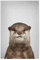 artboxONE Poster 30x20 cm Für Kinder Otter - Colorful hochwertiger Design Kunstdruck - Bild Animal Animals Baby
