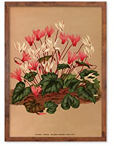 Antiker botanischer Kunstdruck - Wanddekor Kunst Vintage Alpenveilchen Blumen Poster A3 (rustikal klein)