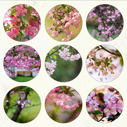 500 pcs begonien winterhart samen ausgefallene geschenke zimmerbonsai bonsai bio saatgut blumenwiese wiesenblumen samen praktische geschenke balkon pflanzen winterfest winterfeste