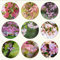 500 pcs begonien winterhart samen ausgefallene geschenke zimmerbonsai bonsai bio saatgut blumenwiese wiesenblumen samen praktische geschenke balkon pflanzen winterfest winterfeste