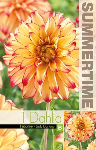 AGRONOM | DAHLIEN - LADY DARLENE | Mehrjährige Blumenzwiebeln | Bunt Blumen | Werden in Blumengärten, Töpfen angebaut, in blühenden Rasenflächen | 1 Blumenzwiebel