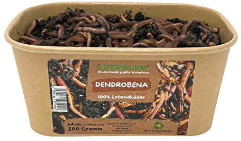 200g Dendrobena Größe M-XL | 100% kompostierbare Köderdose - hoch aktive Angelköder - Lebendköder - Dendrobena