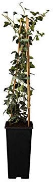 Hedera helix Gemeiner Efeu Kletterpflanze Sichtschutz im Topf gewachsen (40-60cm)