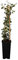 Hedera helix Gemeiner Efeu Kletterpflanze Sichtschutz im Topf gewachsen (40-60cm)