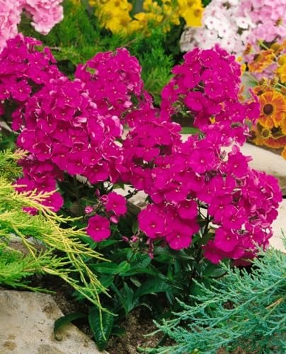Phlox paniculata 'Kirchenfürst' ca. 11x11 cm Topf - Hoher Sommerphlox, leuchtend rote Blüten, Blütezeit Juli-September, ideal für Rabatten, bienenfreundlich