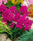 Phlox paniculata 'Kirchenfürst' ca. 11x11 cm Topf - Hoher Sommerphlox, leuchtend rote Blüten, Blütezeit Juli-September, ideal für Rabatten, bienenfreundlich