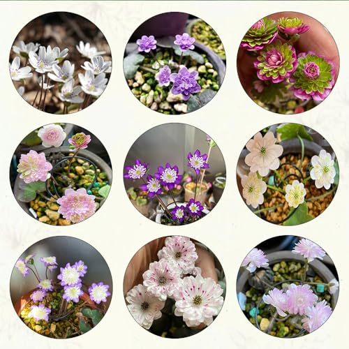 600 pcs leberblümchen samen garten pflanzen blumendeko Hepatica nobilis, schattenpflanzen winterharte kübelpflanzen winterharte stauden wildblumenwiese saatgut mehrjährig bienenweide