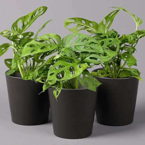 Monstera adansonii inkl. Topf anthrazit, Topf-Ø 12 cm, Höhe ca. 25 cm, 3er-Set