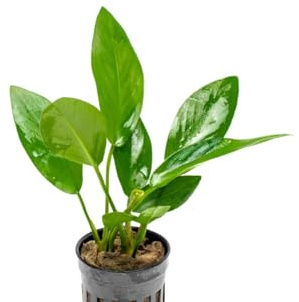 AquaBreedingSkill Anubias – Aquarium Pflanzen echt für Süßwasser, lebende Wasserpflanzen für Aquarium, ideal für Fische & Garnelen – mit Pflanzenpass (Hastifolia)