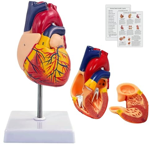 Menschliches Herz Modell für Anatomie, Lebensgröße Herz Anatomie Modell 2-Teilige Zerlegbar mit 34 Anatomischen Markierungen & Basis für Schulunterricht, Medizinisches Lehren, Display (Herz Modell)