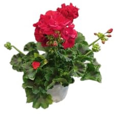 Geranio Natural con Flores Rojas DECOALIVE – Planta Viva para Exterior – Fácil de Cuidar