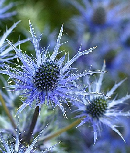 Sea Holly - Eryngium Planum - 150 Seeds