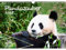 Pandazauber DIN A3 Kalender für 2025 Panda - Seelenzauber