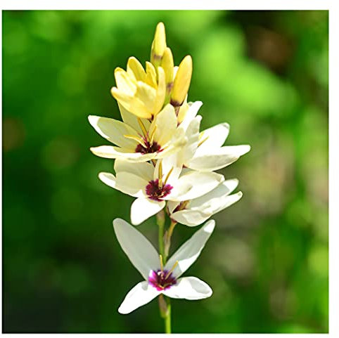 20x Ixia Hogarth Bulbs African Corn Lily Flowers Beautiful Autumn Planting Garden Perennial Plant Corms Size 5/6