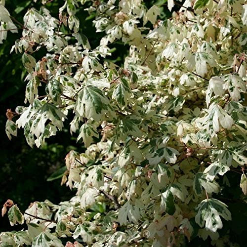 Hochstamm Weißbunter Feldahorn Carnival 100-125cm - Acer campestre - Gartenpflanze