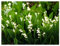 10 x Convallaria majalis (Winterhart/Stauden/Staude/Mehrjährig/Bodendecker) Maiglöckchen - Der Frühlingsbote mit märchenhafter Eleganz - Toller Duft während der Blüte - von Stauden Gänge