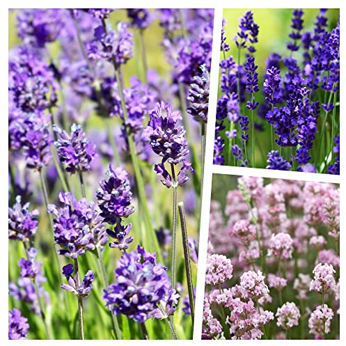 Stauden Gänge 30 x Lavandula angustifolia Mix in Echter Lavendel winterhart