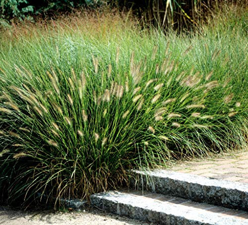 3 x Pennisetum alopecuroides Comperessum 1 Liter (Ziergras/Gräser/Stauden) Lampenputzergras ab 4,19 pro Stück