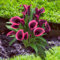 Bulbi di calla resistenti (senza semi, non artificiali), perenni, adatti per la semina immediata, bellissimi bulbi sani, profumati, perfetti per vasi e piante da giardino-6 Bulbos-B