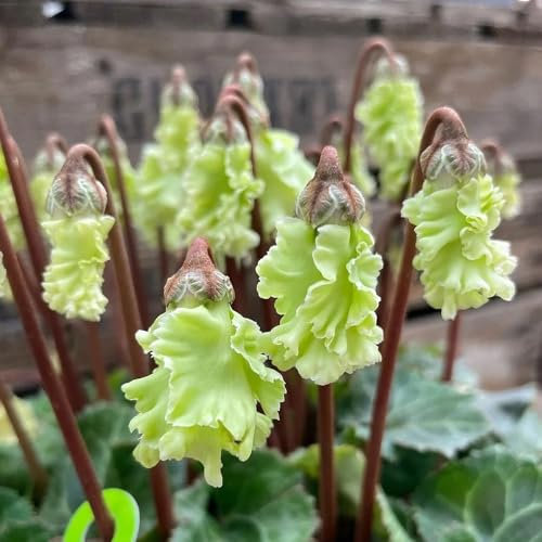 Semi di piante resistenti al ciclamino, piante da balcone resistenti, Ciclamino persicum, Le piante da giardino sono resistenti piante per luoghi soleggiati piante invernali per 50pcs