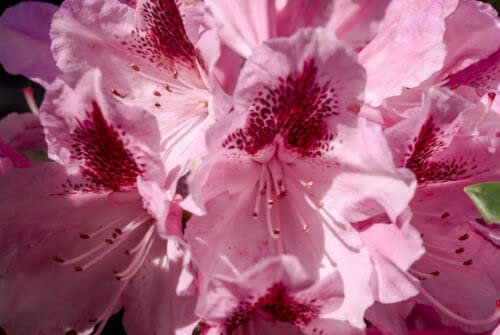 3 x Rhododendron 'Cosmopolitan' Hybrid in 9cm Pots