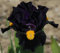 Iris Zwiebeln Iris zwiebeln Iris blumen Iris blumenzwiebeln Iris zwiebeln winterhart mehrjährig