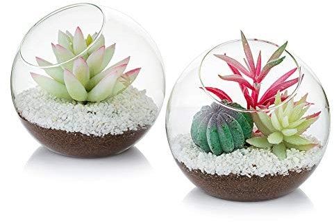 Terrario De Vidrio Para Plantas De Aire, Terrario Pequeño De 12 Cm, 2 Piezas De Envases De Terrario De Vidrio De Mesa, Florero De Exhibición De Mesa, Decoración De Interior Para Suculentas, Cactus, Ve