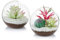 Terrario De Vidrio Para Plantas De Aire, Terrario Pequeño De 12 Cm, 2 Piezas De Envases De Terrario De Vidrio De Mesa, Florero De Exhibición De Mesa, Decoración De Interior Para Suculentas, Cactus, Ve