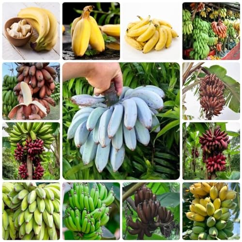 50 pcs pflanzkübel für bananenbaum samen bonsai baum pflanzenkübel spezielle samen bananensamen bananen samen,Musa sikkimensis, bäume dekopflanzen hochbeet für balkon bäume garten