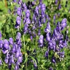 Monkshood- Aconitum Napellus- 25 semi