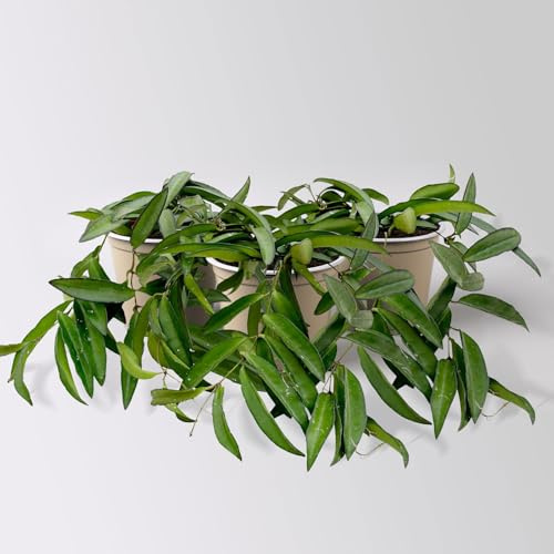 Hoya wayetii, Topf-Ø 10,5 cm, 3 Pflanzen