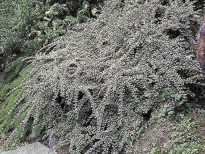 Portal Cool Cotoneaster atropurpureus Variegatus, Pianta in 9cm Pot