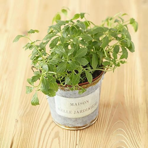 100 Stücke jiaogulan kaufen samen, kräutergarten geschenk, winterharte pflanzen für garten (Gynostemma pentaphyllum) wintergemüse winterharte pflanzen für garten heilkräuter kräutergarten