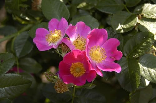 Rosa carolina 60-100 cm - Carolina-Rose, rosa Blüten, Blütezeit Juni-August, ideal für Hecken und Rabatten, bienenfreundlich, winterhart