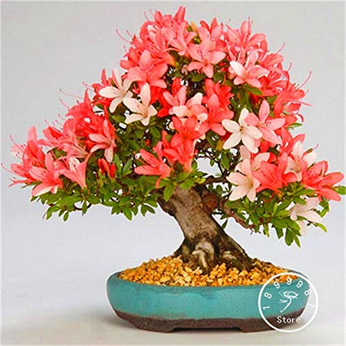 10 SEMI Pz Azalee Fiori für den Garten Bella Rosso 1