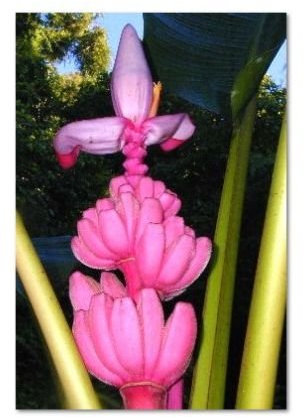 Graines de bananier comestibles Musa velutina très fraîches, fruits tropicaux rares, paquet de 100 graines