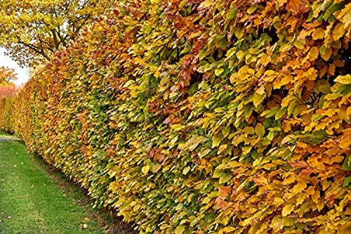 50st. Rotbuchen 60-80cm Gartenhecke Heckenpflanzen Fagus sylvatica Rotbuche Wurzelware