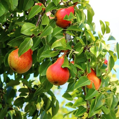 15 pcs birne samen - säulenobstbäume hochbeet balkon exotische samen birnen birnenbaum,Pyrus bonsai baum dankeschön geschenke klein dachbegrünung obstbaum ausgefallene geschenke seltene