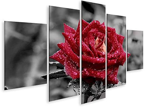 islandburner Bild auf Leinwand Rote Rose Mit Wassertropfen Auf Grauem Hintergrund Bilder Wandbilder Poster