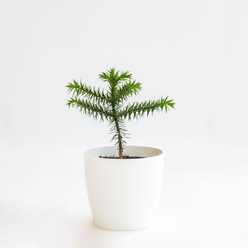 Pianta vera di Araucaria araucana - Diametro Vaso Ø 19 cm