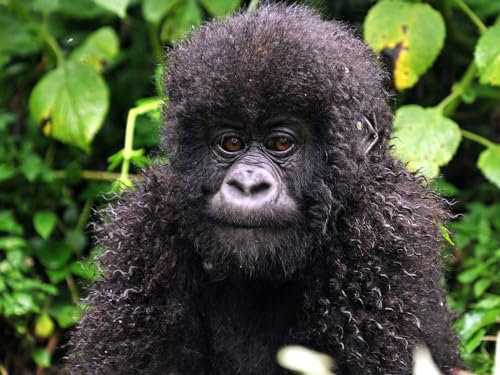 Puzzle 2000 Teile, Geschicklichkeitsspiel für die ganze Familie, Locken, AFFE, Baby 70x100CM