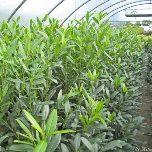 Kirschlorbeer Herbergii - Hecken Pflanze 60-80 cm immergrün & winterhart als Sichtschutz – Pilzfreie mehrjährige Lorbeerkirsche Prunus Laurocerasus von Garten Schlüter