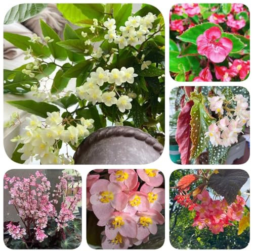 100 pcs Begonien samen - Malus spectabilis - schnittblumen samen, zimmerpflanzen samen begonie geschenke für gärtner, winterharte stauden mehrjährig samen geschenk, blumengarten blumensamen,