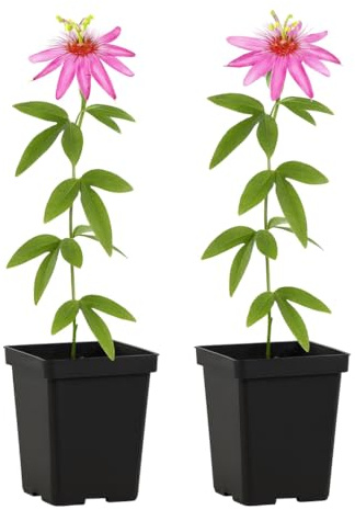 Exotenherz Kletterpflanzen - Passionsblume Passiflora Anastasia - 2er Set - 11cm Topf