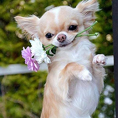 WYWQN DIY 5D Diamond Painting Kits Diamantmalerei Erwachsene Kind Hund mit Blumen Chihuahua für Heimdekoration Volldiamantmalerei 30x40CM