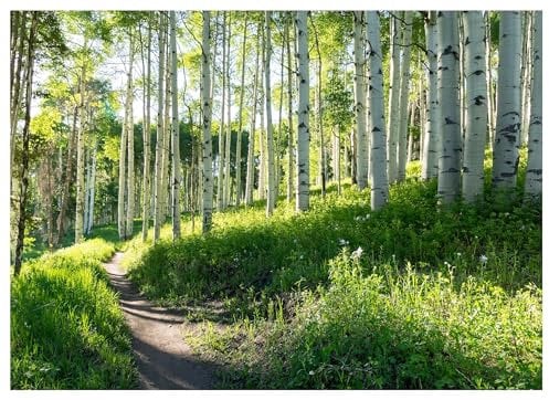 WallArena - Vlies Fototapete Wald Landschaft 250x175 cm - Fototapeten - Tapeten - für Wohnzimmer Schlafzimmer - Vliestapete Wandtapete Tapete 3D Effekt- inkl. Kleister - Birken Natur Birkenwald grün