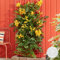 Campsis Flava Golden Trumpet – Trompetenblume – Kletterpflanze – Winterhart – ⌀15 cm – 60-70 cm