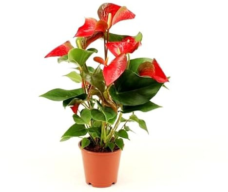 Rote Flamingoblume (Anthurium andraeanum 'Red Bull') – Exotische Zimmerpflanze, 50-60 cm, pflegeleicht & langlebig, luftreinigend, ideal für Büro & Wohnräume