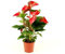 Rote Flamingoblume (Anthurium andraeanum 'Red Bull') – Exotische Zimmerpflanze, 50-60 cm, pflegeleicht & langlebig, luftreinigend, ideal für Büro & Wohnräume